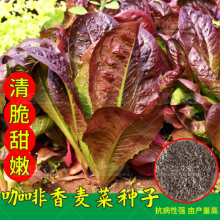 咖啡香麦菜种子春秋季紫红油麦菜青菜籽四季阳台盆栽速生蔬菜种孑