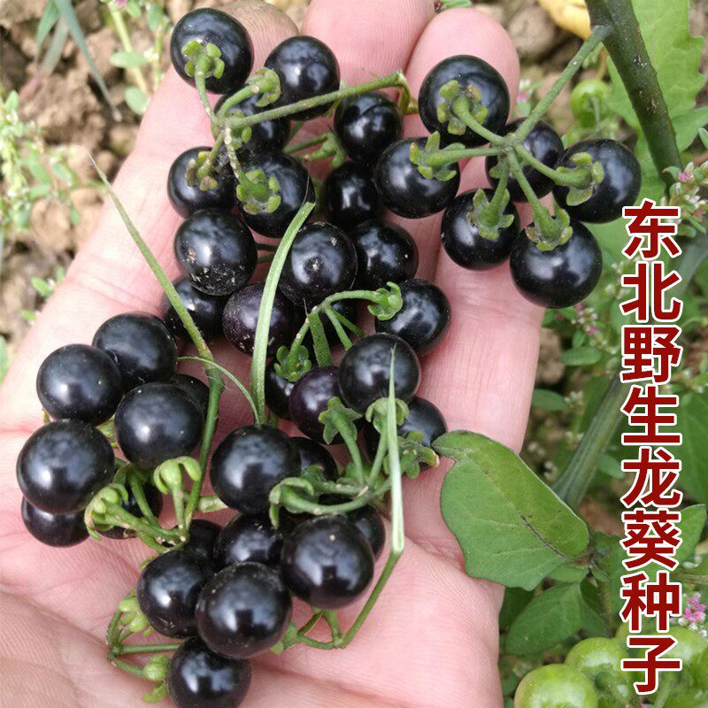 东北野生龙葵种子黑悠悠水果黑天天苗黑黝黝籽龙葵果蔬菜种孑种籽