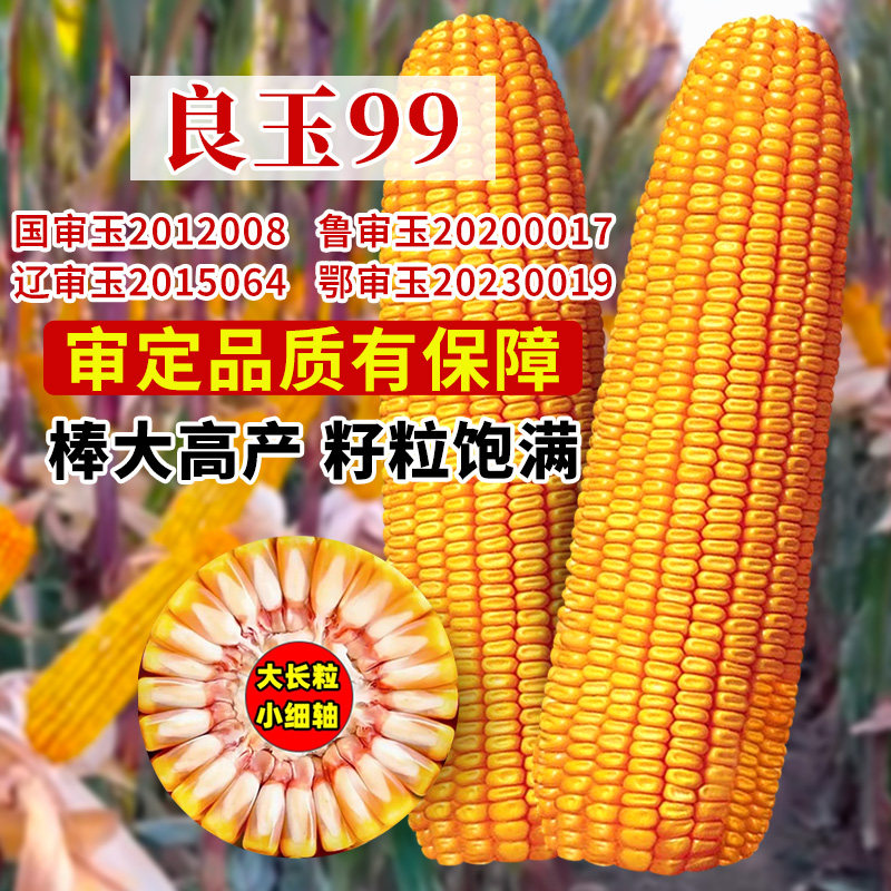 登海良玉99玉米种子高产饲料玉米种籽春秋播大田苞米4299蔬菜种孑