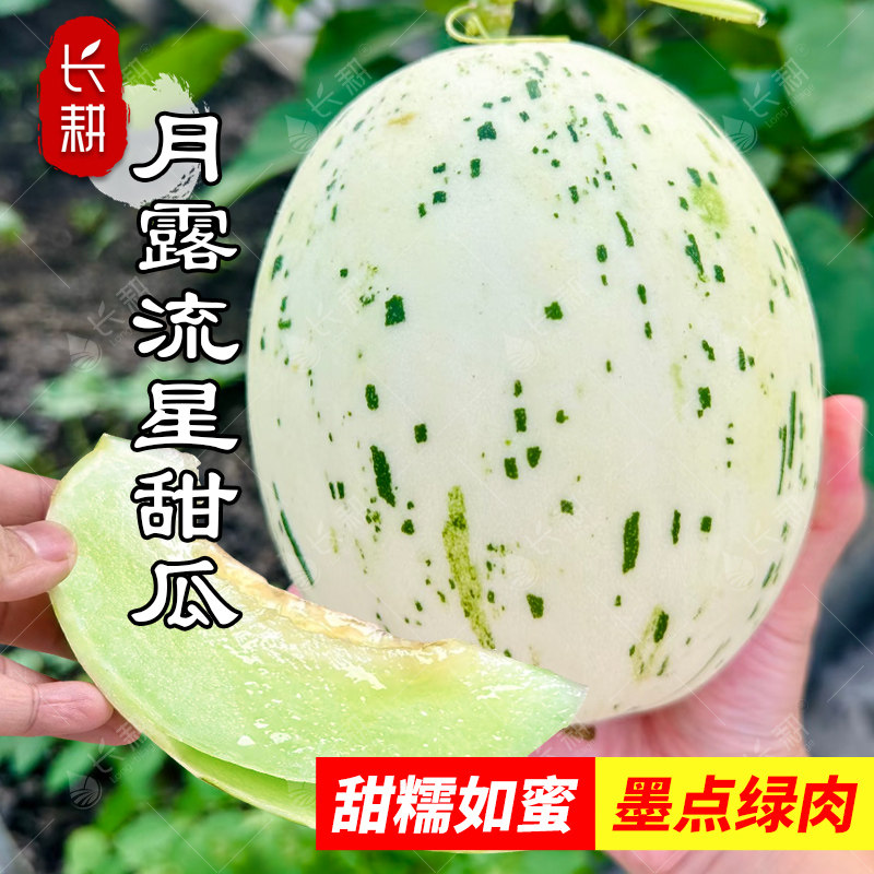 月露流星甜瓜种子超甜绿肉蜜瓜种籽春夏秋四季新疆哈密瓜水果种孑