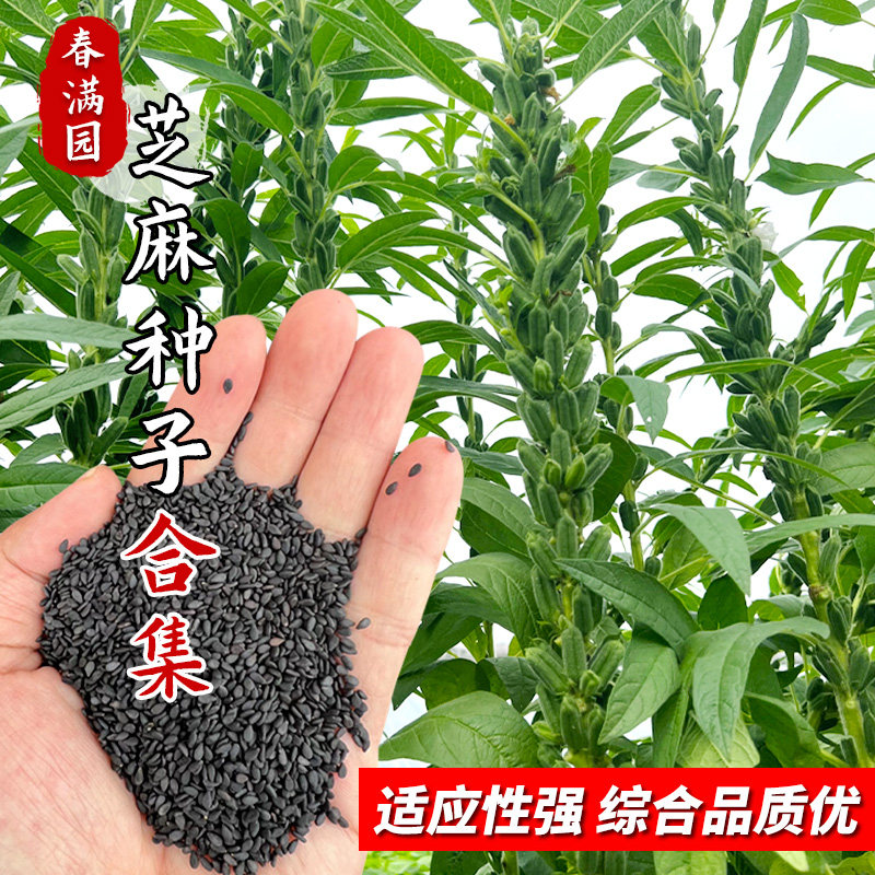高产黑芝麻种子大全农家高油白芝麻种籽春秋四季老品种抗病芝麻孑图片
