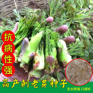 刺龙芽菜种子刺龙苞种子刺老芽山菜之王刺嫩芽种子特色蔬菜种子