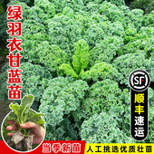 食用羽衣甘蓝种苗子春夏秋四季 阳台盆栽观赏甘兰种籽秧苗蔬菜种孑