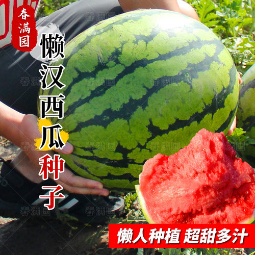 懒汉甜王西瓜种子8424麒麟籽苗特大高产无籽巨型南方四季水果种孑 - 封面