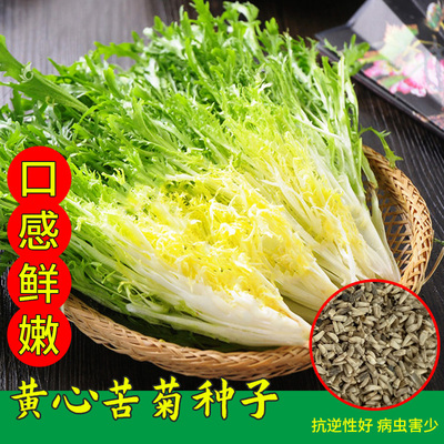 黄心苦菊种子春季四季生菜沙拉菜