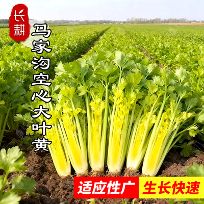 马家沟大叶空心芹菜种子脆嫩芹菜种籽春秋四季北方青菜特色蔬菜孑