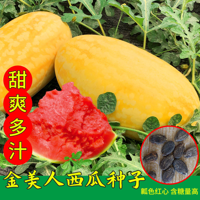 金美人西瓜种籽黄皮红瓤西瓜种籽春季四季阳台庭院种植高产西瓜种
