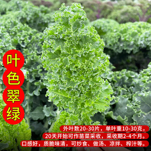 食用羽衣甘蓝种孑甘蓝菜种子羽翼雨衣绿紫甘蓝耐热盆栽秧苗蔬菜籽