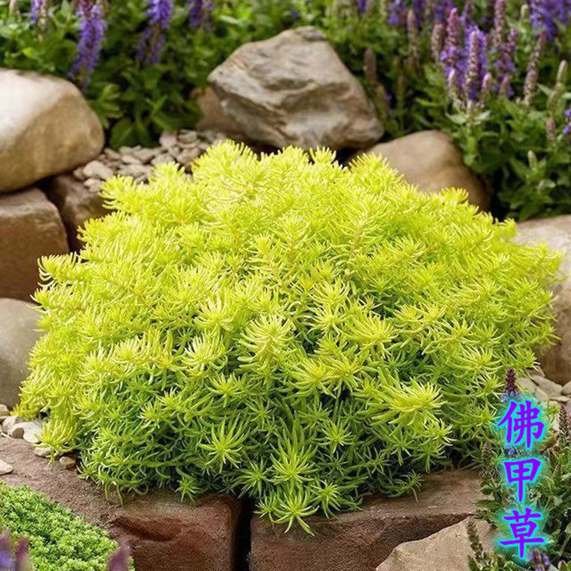 佛甲草盆栽多年生耐热耐寒植物组盆地栽铺地花境搭配四季常绿包邮