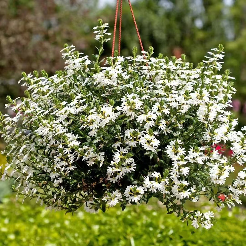 蓝扇花庭院阳台多年生草本草海桐