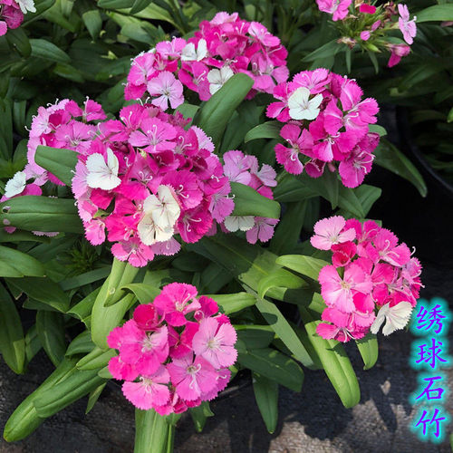 霹雳绣球石竹多年生庭院皮实好养