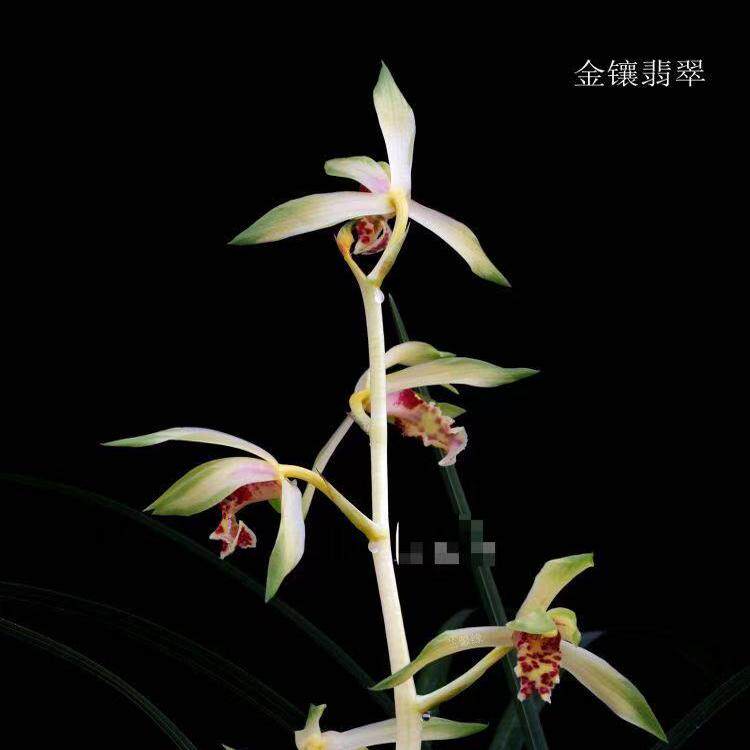 精品兰花*金镶翡翠*蕙兰名品艺草高档花卉盆栽【浙江嘉兰】