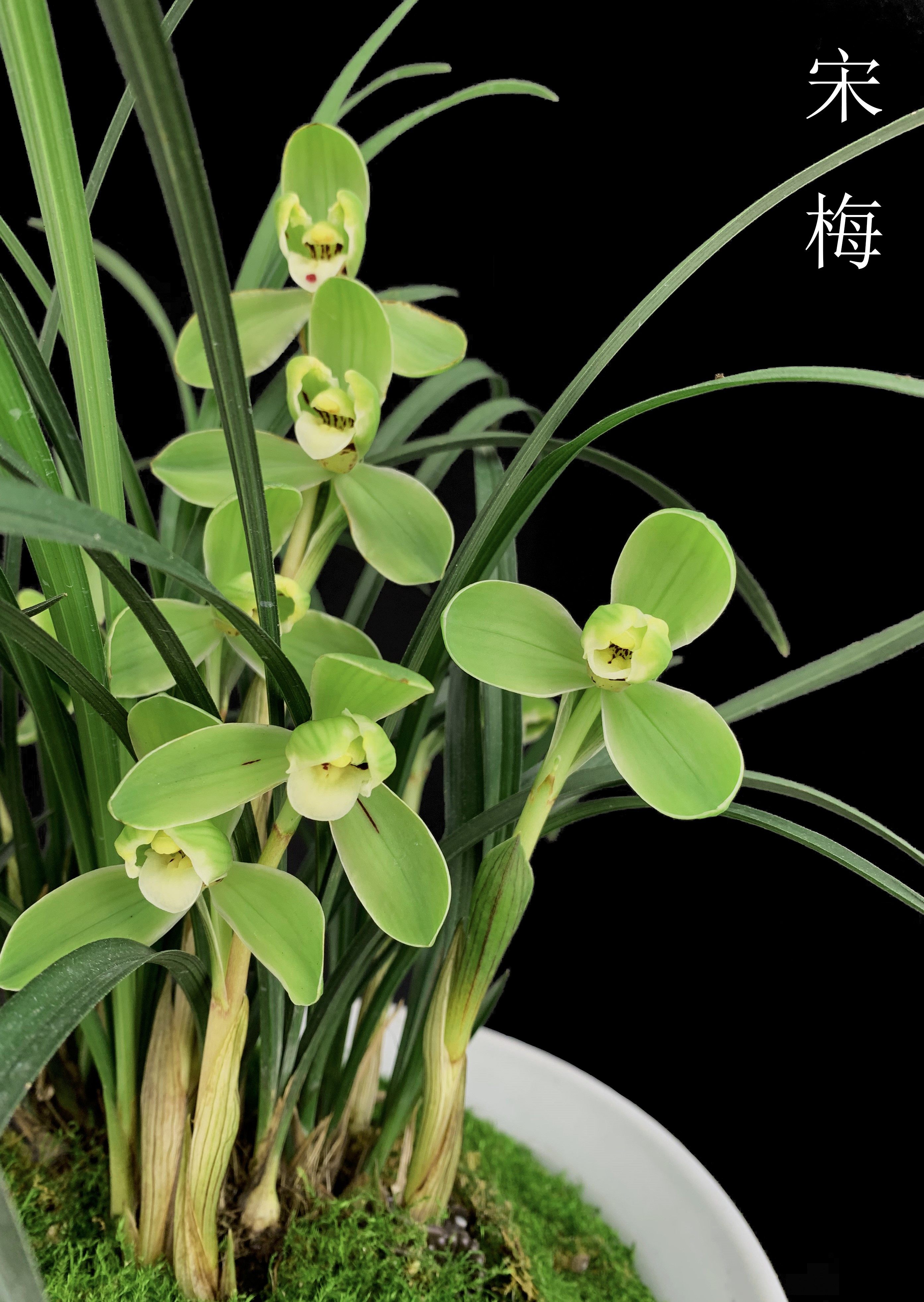 名品兰花*宋梅* 正宗江浙老种名贵高档春兰梅瓣兰花【浙江嘉兰】