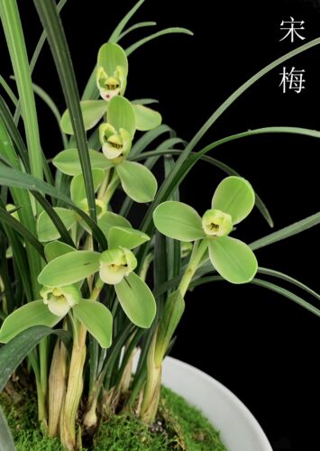 兰花宋梅春兰江浙老种浙江嘉兰