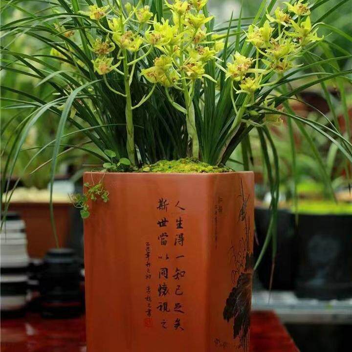 精品兰花*玉祥牡丹*名品蕙兰牡丹类奇花高档花卉盆栽【浙江嘉兰】
