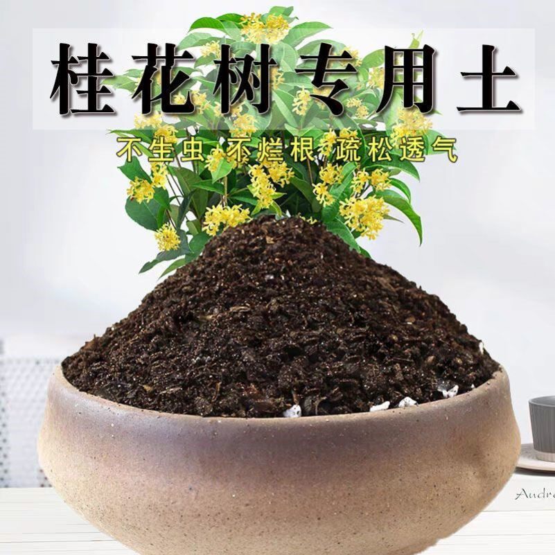 桂花树专用土家庭盆栽种花养花泥土桂花树营养土有机肥料种植土壤
