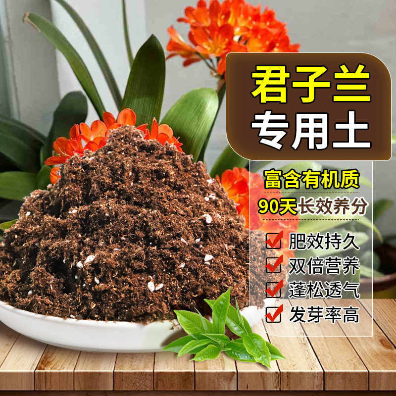 君子兰适用通用款干爽透气适配老桩上盆开袋即用长势均衡