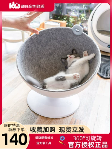 Хвостовая жизнь кошка босс сеть красная кошка Западная половина кошачьего дома Лето Liangwo Space Course