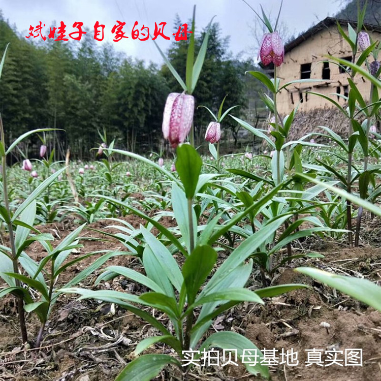 观花观叶贝母种苗湖北贝母平贝 浙贝 中药材贝母种球盆栽地栽田地