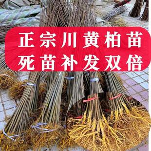 川黄柏苗厚皮黄檗树苗中药材基地现挖现发品种正宗剥皮卖绿化造林
