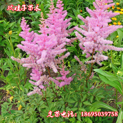 夏季观花植物落新妇中药材升麻多年生宿根植物庭院盆栽地栽苗