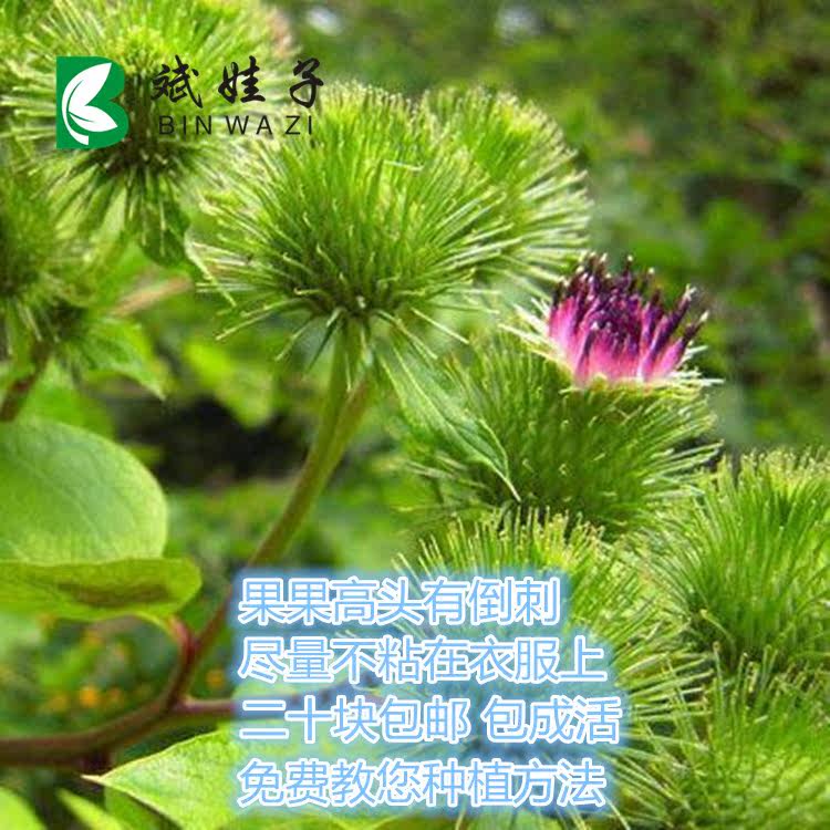 庭院阳台种植中药材苗牛蒡子鼠粘子打力子黑风子苗二年生草本植物