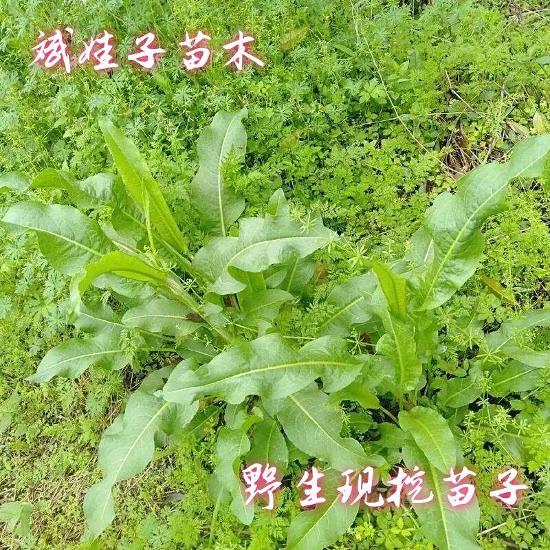新鲜现挖中药材土大黄牛耳大黄化雪莲鲜大青室内外盆栽地栽植物苗