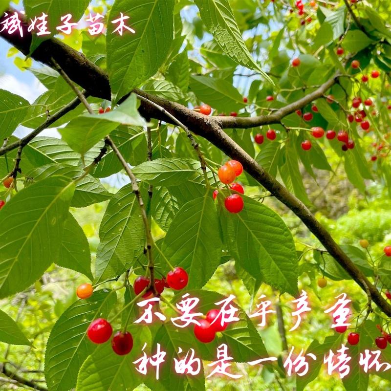 新鲜现挖野樱桃树苗室外