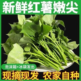 广西红薯叶新鲜地瓜叶嫩尖纯天然食用番薯叶苕尖天然蔬菜现摘现发