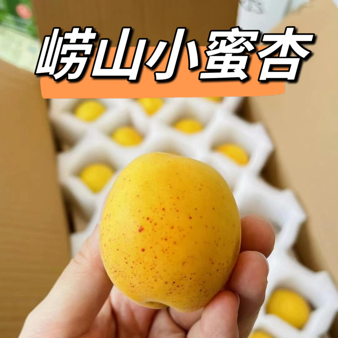 现摘杏子新鲜当季孕妇水果青岛崂山密杏甜杏大黄杏红杏5斤发顺丰