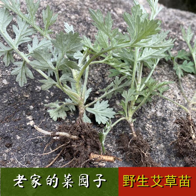 湖南农村野生小叶使用艾草苗艾叶苗艾草苗艾蒿糍粑艾青团带根发货