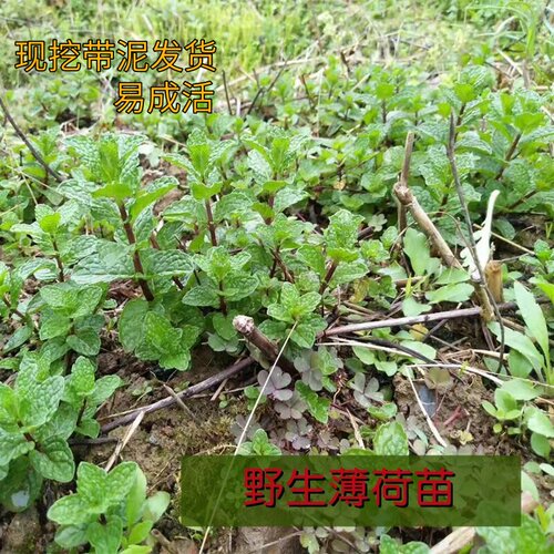 湖南野生薄荷苗食用鱼香菜