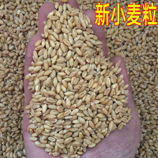 小麦粒平原麦新麦子粒带皮生麦子发芽苗榨麦汁带皮小麦米喂鸽子