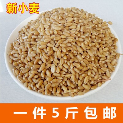 生小麦粒带皮麦子可发小麦芽