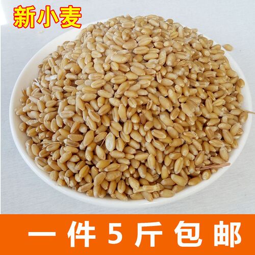 生小麦粒带皮麦子可发小麦芽