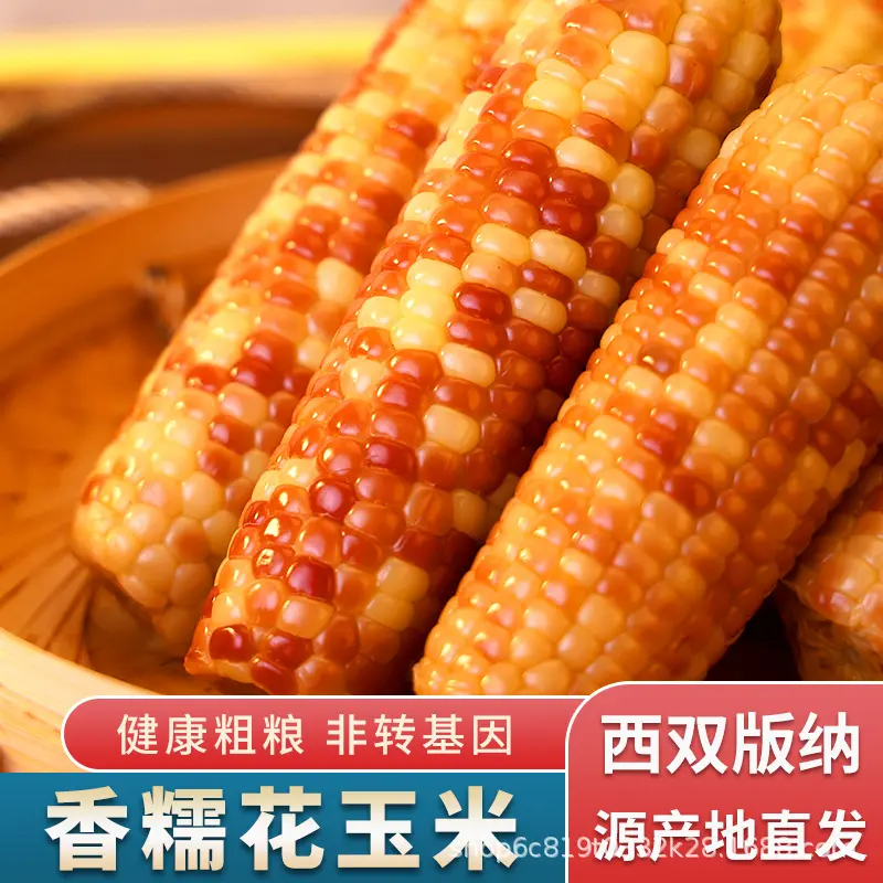 白糯玉米西双版纳宝宝零食玉米