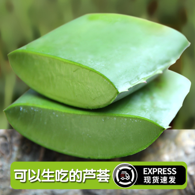 生吃可食用芦荟网红吃播新鲜库拉索大叶片做菜用芦荟果肉新鲜叶片