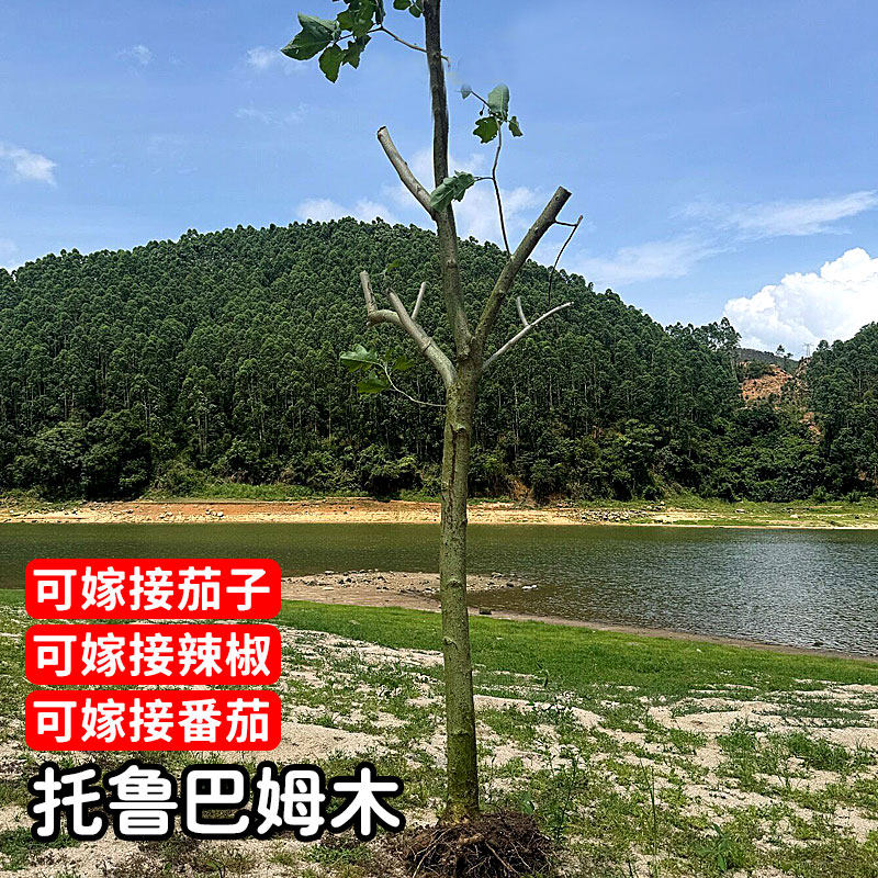 托鲁巴姆砧木水茄子砧木嫁接茄子西红柿辣椒四季观赏蔬菜庭院盆栽