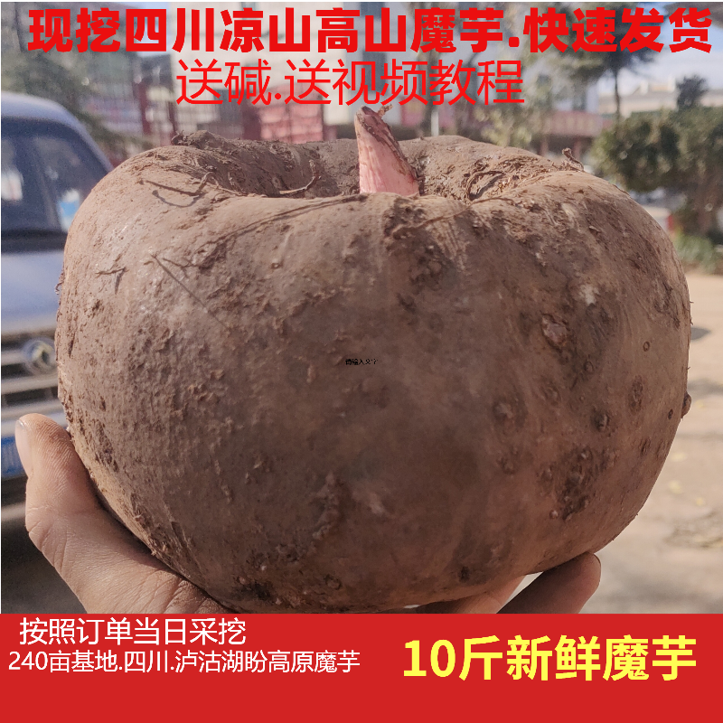 新鲜魔芋生魔芋大个光滑