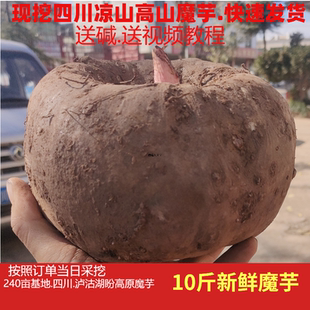 现挖新鲜魔芋生磨芋做魔于豆腐灰菜四川凉山直发大果新鲜魔芋