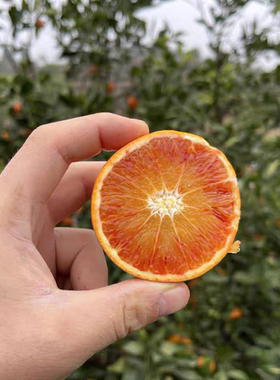重庆玫瑰血橙5-9斤香橙酸甜可口现摘先发1