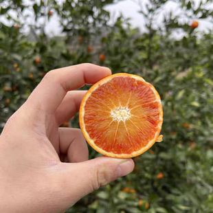 重庆玫瑰血橙5-9斤香橙酸甜可口现摘先发1