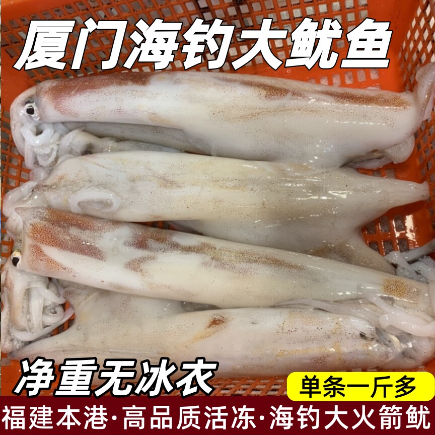 海鲜海钓大鱿鱼活冻火箭鱿鱼一斤价活冻笔管鱼海兔子枪乌贼大管鱿