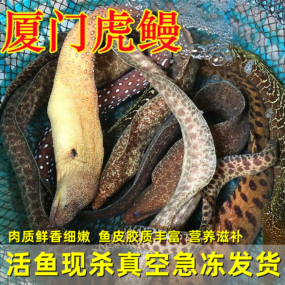 鲜活虎鳗鱼一斤食用海鳗鲜活水产金钱鳗豹纹海鳝海鳗鱼石鳗鱼活冻