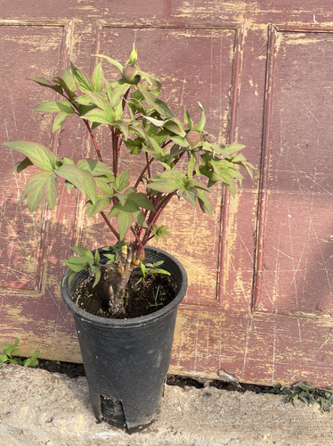 洛阳牡丹小盆栽带盆带土带花苞包对版顺丰包邮邙山基地发货热卖中