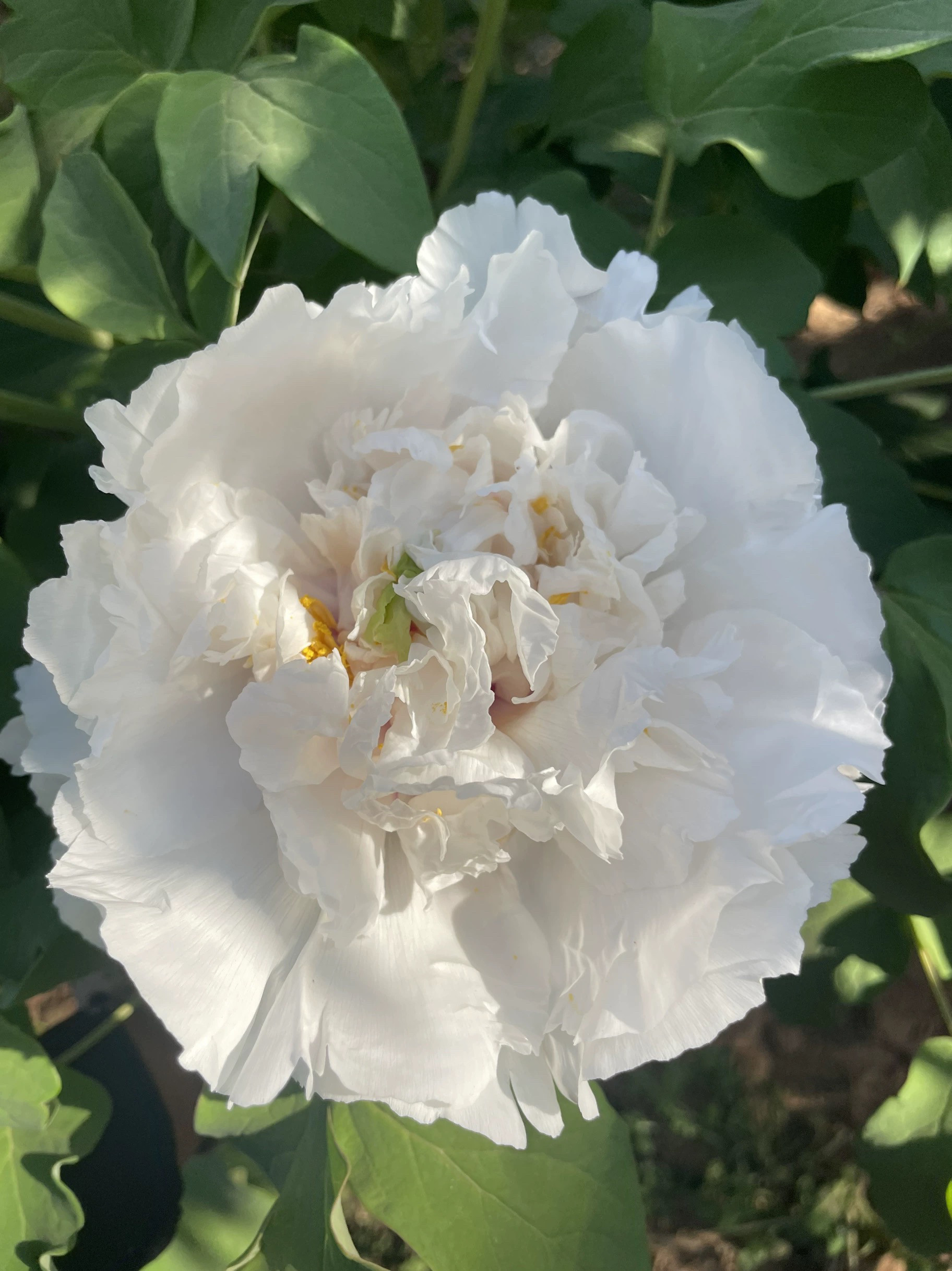 起楼白色重瓣花瓣可食用图片