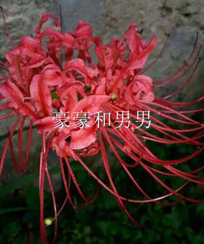 彼岸花球根素材模板 彼岸花球根图片下载 小麦优选