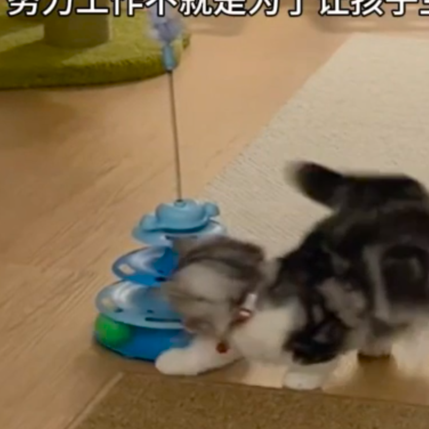 玩具猫咪小猫玩具自嗨猫转盘球逗猫神器解闷逗猫棒耐咬宠物用品