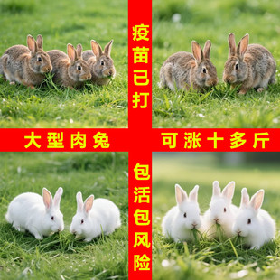 兔子活物公母一对家养大型肉兔活苗宠物兔可食用比利时小白兔活体