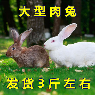 小兔子活物肉兔活体家养月月兔可选公母成年种兔大白兔